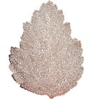 Lugar Americano De Plastico Autumn Leaf Rose 47x38cm Bon Gour