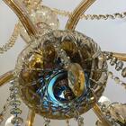 Lustre Luminária De Cristal Champanhe Luxo 8 Braços