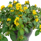 LYSIMACHIA C21