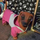 Macacão Moletom Pet Colegial Inverno Rosa Tamanho 2