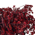 Maço Chuvisco Desidratada