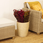 Maço Chuvisco Desidratada