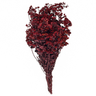 Maço Chuvisco Desidratada