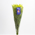 FLOR DE CORTE MAÇO DE TANGO