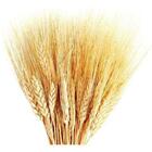 Maço De Trigo Seco Natural Alvejado Decoração Convites