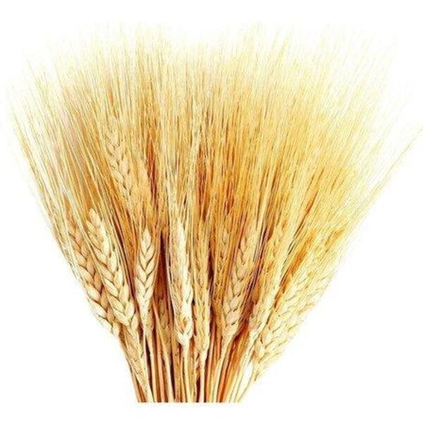 Maço De Trigo Seco Natural Alvejado Decoração De Ceia Café