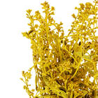 Maço Dedo de Anjo Desidratada