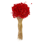 Maço Jazida Desidratada