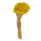 Maço Jazida Desidratada