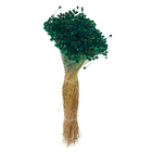 Maço Jazida Desidratada