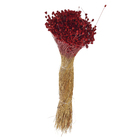 Maço Jazida Desidratada