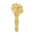 Maço Jazida Desidratada