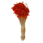 Maço Jazida Desidratada