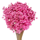 Maço Jazida Desidratada