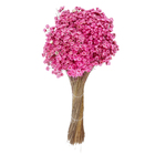 Maço Jazida Desidratada