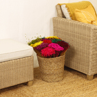 Maço Jazida Desidratada