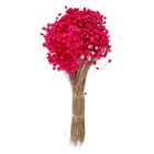 Maço Jazida Desidratada