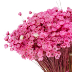 Maço Jazida Desidratada