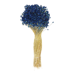 Maço Jazida Desidratada