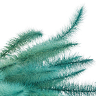 Maço Rabo de Esquilo Desidratada