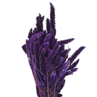 Maço Rabo de Gato Desidratada