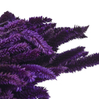 Maço Rabo de Gato Desidratada