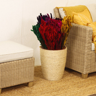 Maço Rabo de Gato Desidratada