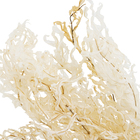 Maço Samambaia Imperial Desidratada