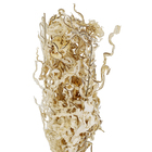 Maço Samambaia Imperial Desidratada