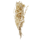 Maço Samambaia Imperial Desidratada