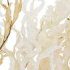 Maço Samambaia Imperial Desidratada