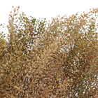 Maço Sementinha Desidratada