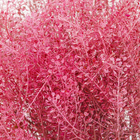 Maço Sementinha Desidratada