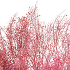 Maço Sementinha Desidratada