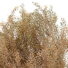 Maço Sementinha Desidratada