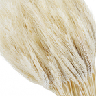 Maço Trigo Desidratada