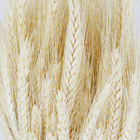 Maço Trigo Desidratada