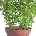 Majericao Verde PT14 Afonso