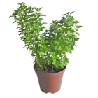 Majericao Verde PT14 Afonso