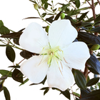 Manacá da Serra Hibrido Tibouchina Mutabilis Planta Natural