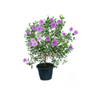 Manacá da Serra Pote 20