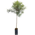 Manacá da Serra Tibouchina Mutabilis Planta Natural