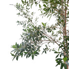 Manacá da Serra Tibouchina Mutabilis Pote 25 Planta Natural