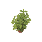 Manjericão Liso Pote 11