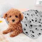 Manta Cobertor Para Cachorro Gato Cinza 70x100cm  - Casambien