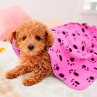 Manta Cobertor Para Cachorro Gato Rosa 70x100cm  - Casambiente
