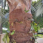 Manta De Fibra De Coco Coquim Fofa