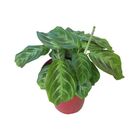 MARANTA C21