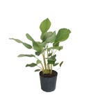 Maranta Charuto Calathea Lutea Grande Planta Natural