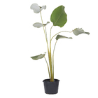 Maranta Charuto Pote  28